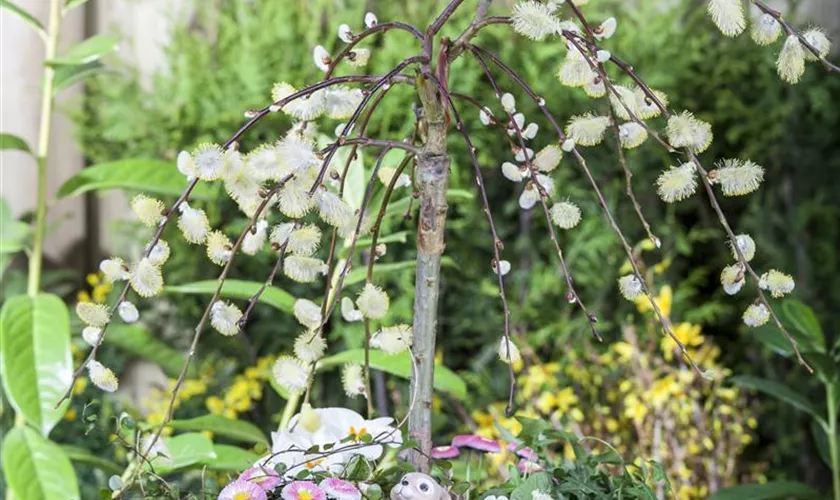 Hängende Kätzchenweide 'Pendula'