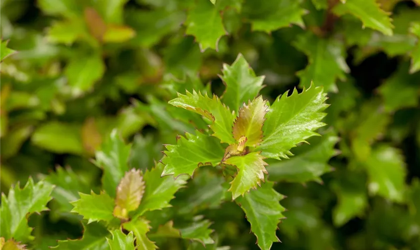 Ilex 'Little Rascal'®