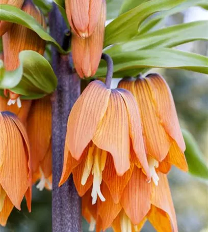 Winterschutz für Blumenzwiebeln: Lagern und überwintern