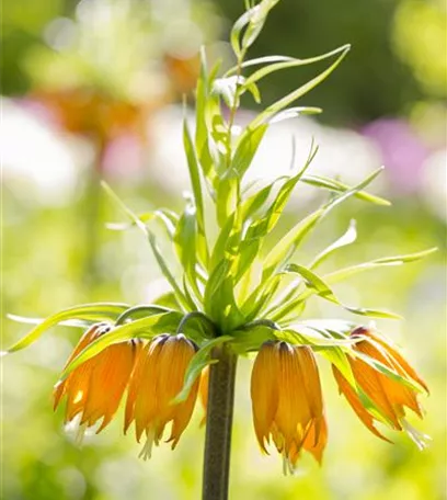 Kaiserkronen – Prachtblumen hoch hinaus