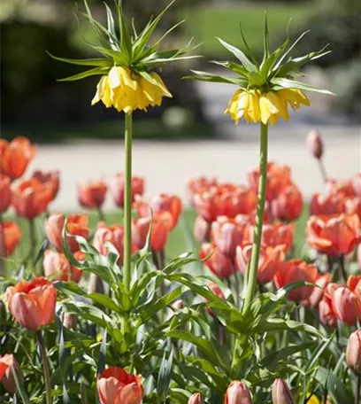 Kaiserkronen – Prachtblumen hoch hinaus