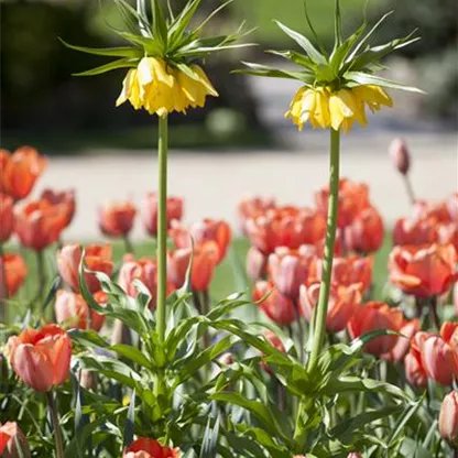 Kaiserkronen – Prachtblumen hoch hinaus