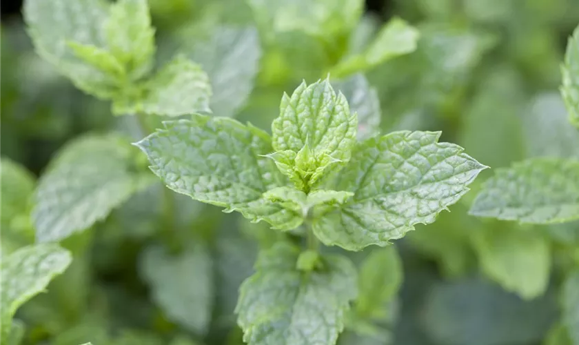 Mentha spicata 'Maroccan'