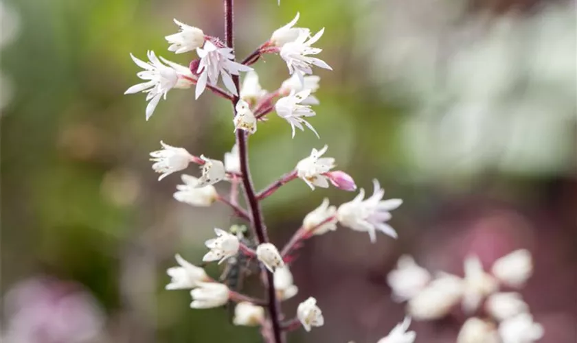 Heucherella