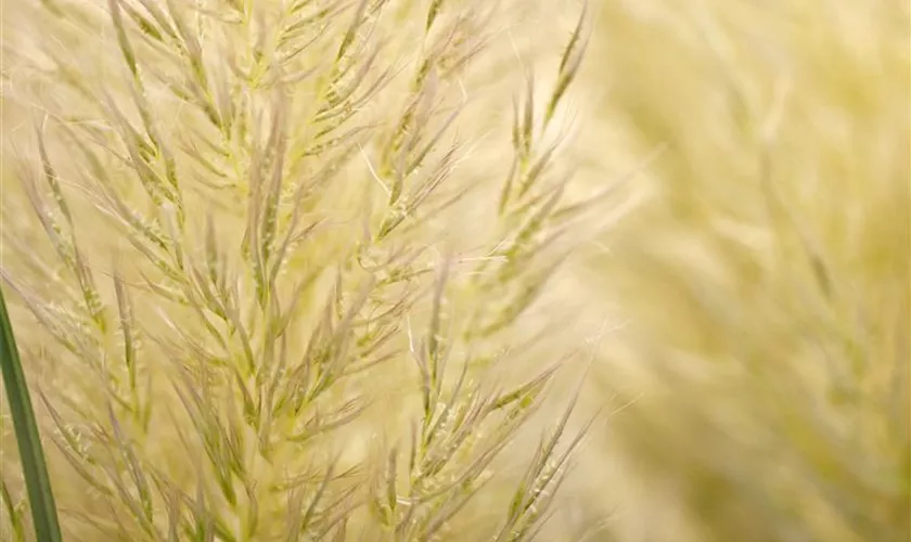 Cortaderia selloana 'Citaro'