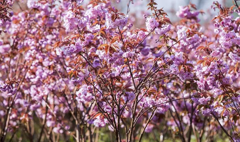 Prunus serrulata 'Kanzan'