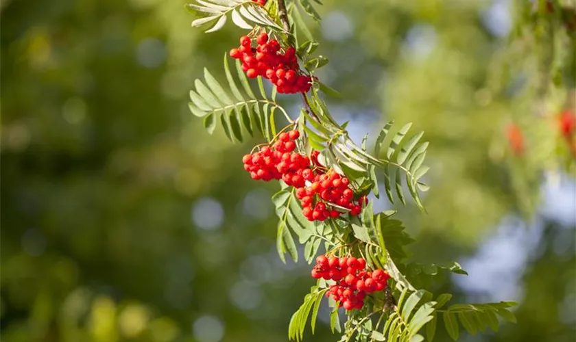 Sorbus aucuparia 'Rosina'