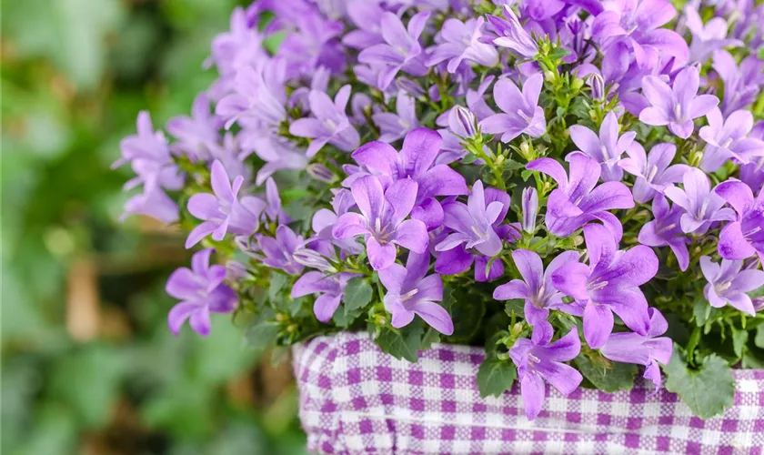 Campanula poscharskyana