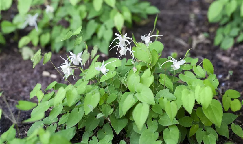 Zierliche Garten-Elfenblume 'Niveum'