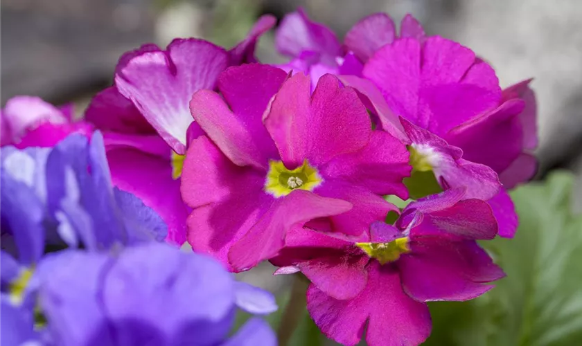 Primula obconica