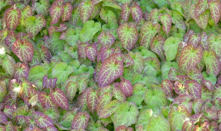 Epimedium x perralchicum 'Frohnleiten'