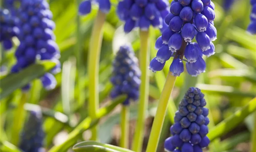 Muscari armeniacum