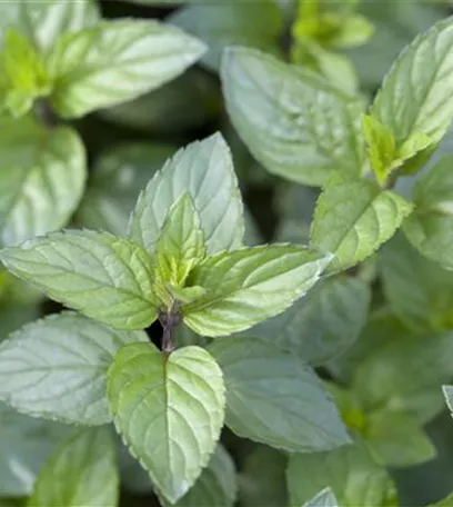 Die Schoko-Minze: Schokolade für den Garten