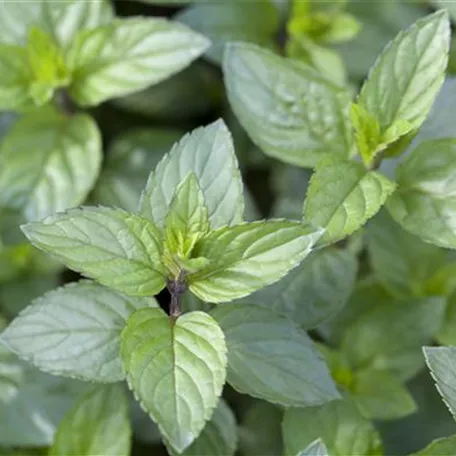 Die Schoko-Minze: Schokolade für den Garten