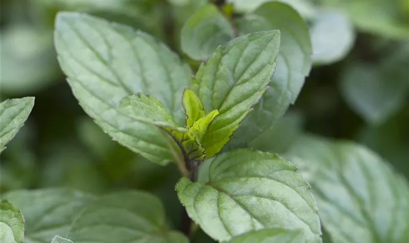 Mentha x piperita 'Chocolate'