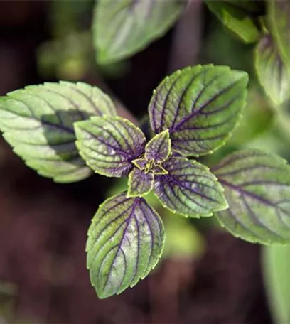 Die Schoko-Minze: Schokolade für den Garten