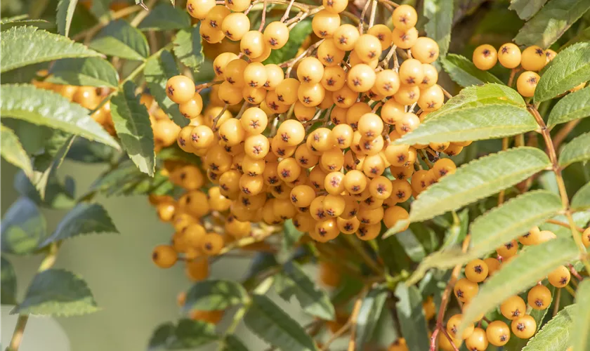 Sorbus aucuparia 'Autumn Spire'®