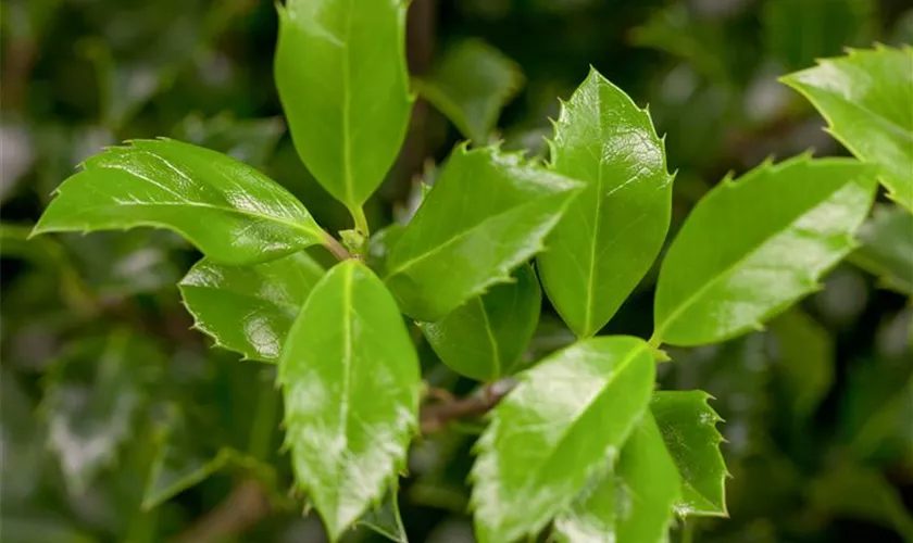 Ilex meserveae 'Heckenstar'(s)