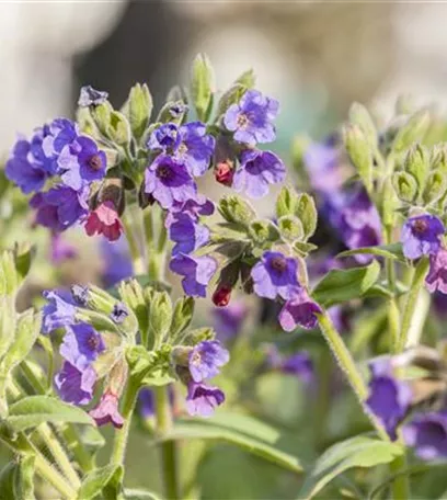 Frühling auf dem Balkon - Hornveilchen, Narzisse und Co.