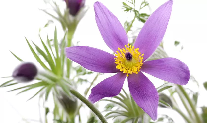 Pulsatilla vulgaris 'Pinwheel Blau'®