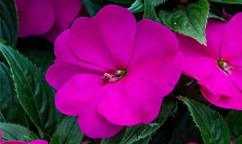 Impatiens neuguinea