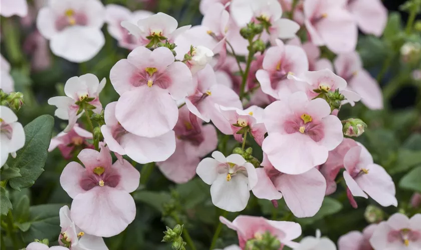 Diascia BREEZEE™