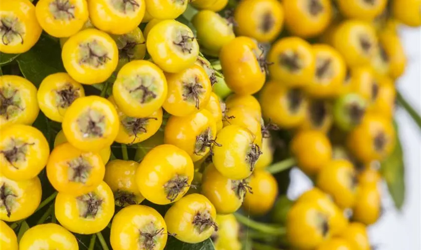 Pyracantha coccinea 'Soleil d´Or'