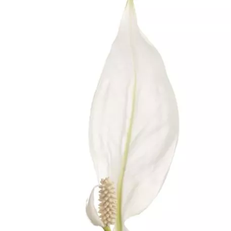 Spathiphyllum floribundum 'Elegance'