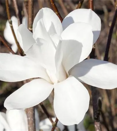 Frühblühende Gehölze – Ziemlich coole Gartenbewohner