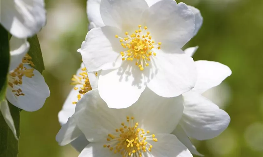 Gartenjasmin 'Belle Etoile'