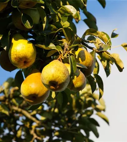 Die Streuobstwiese – Gesundheit zum Selberpflücken