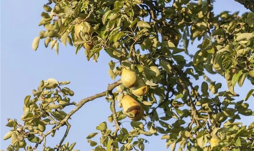 Pyrus communis 'Gieser Wildeman'