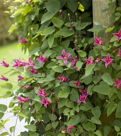 Clematis – die robuste Kletterpflanze im Garten