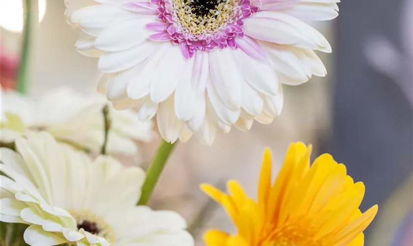 Gerbera