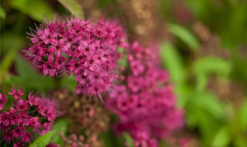 Spiraea japonica 'Anthony Waterer'