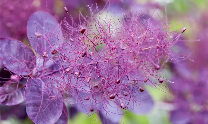 Roter Perückenstrauch 'Royal Purple'