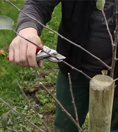 Obstbaumschnitt im Winter