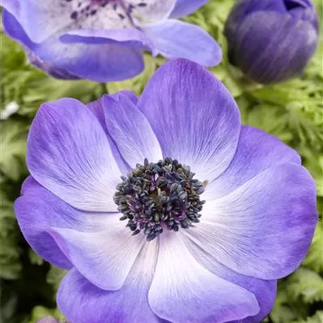 Anemone coronaria