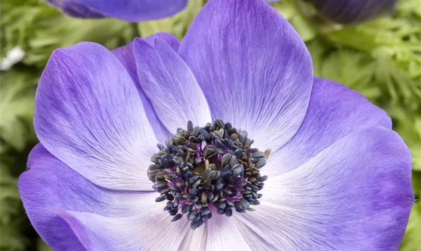 Garten-Anemone