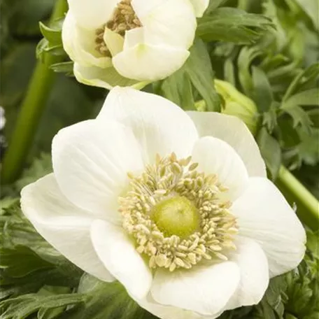 Anemone coronaria 'Mount Everest'