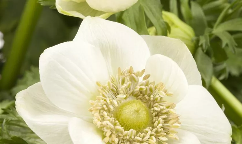 Garten-Anemone 'Mount Everest'