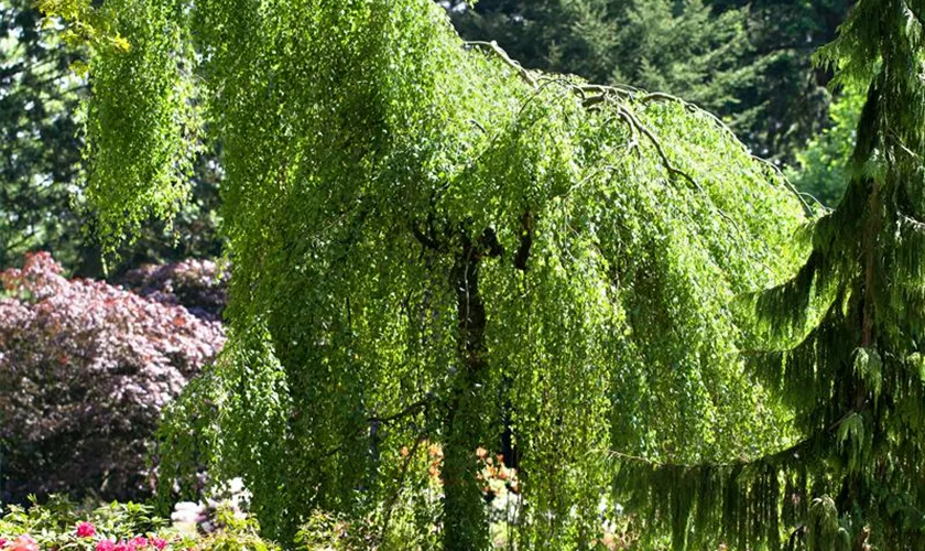 Hängebirke 'Long Trunk'