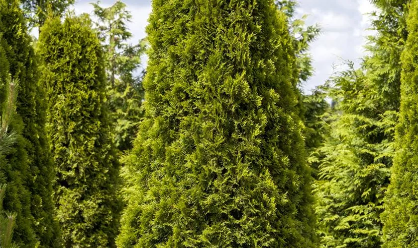 Thuja occidentalis 'Smaragd'