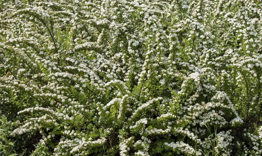 Spiraea nipponica