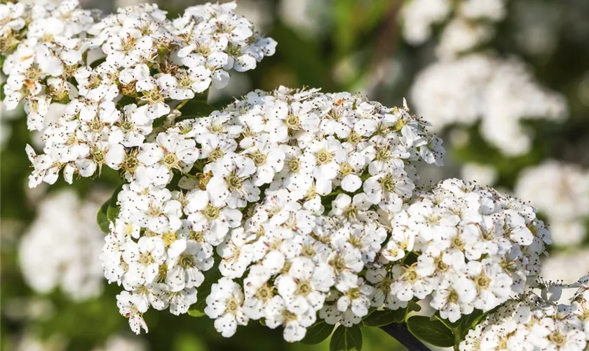 Spiraea nipponica 'Snowmound'