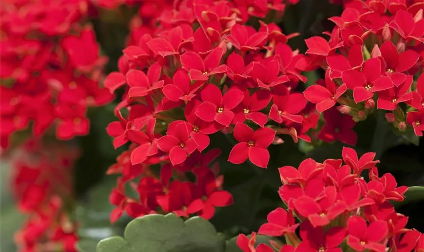 Kalanchoe blossfeldiana 'African Magic'