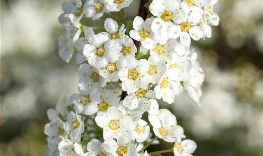 Spiraea x cinerea