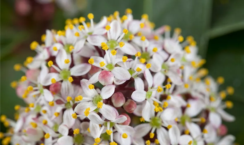 Skimmia japonica 'Pink Dwarf'®