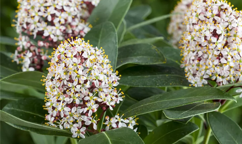 Skimmia japonica 'White Bella'