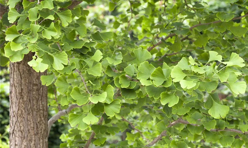 Zwerg-Mädchenhaarbaum 'David'